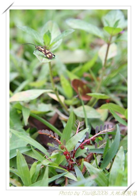 按此在新視窗瀏覽圖片