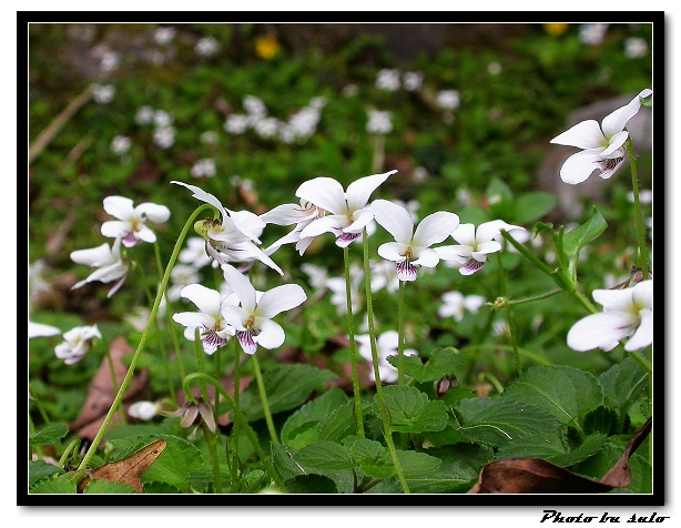 按此在新視窗瀏覽圖片
