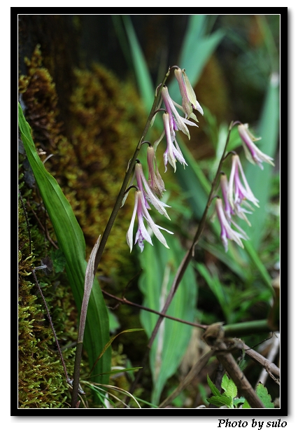 «ö¦¹¦b·sµøµ¡ÂsÄý¹Ï¤ù