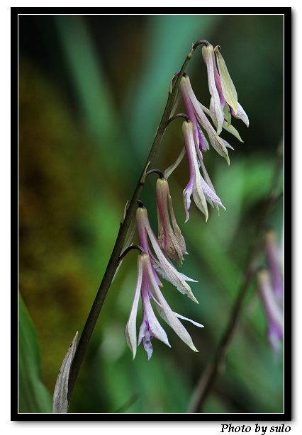 «ö¦¹¦b·sµøµ¡ÂsÄý¹Ï¤ù