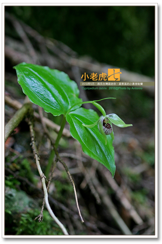 按此在新視窗瀏覽圖片