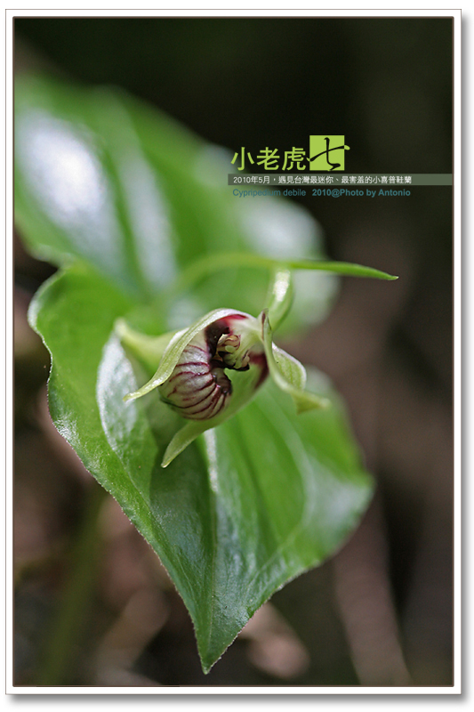 按此在新視窗瀏覽圖片