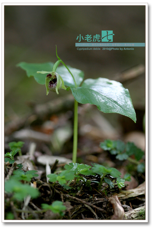 按此在新視窗瀏覽圖片