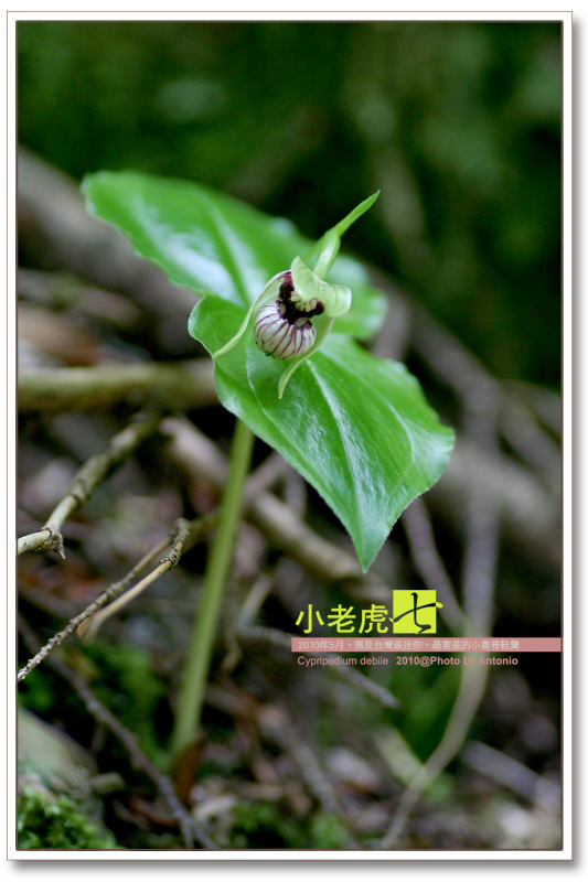 按此在新視窗瀏覽圖片