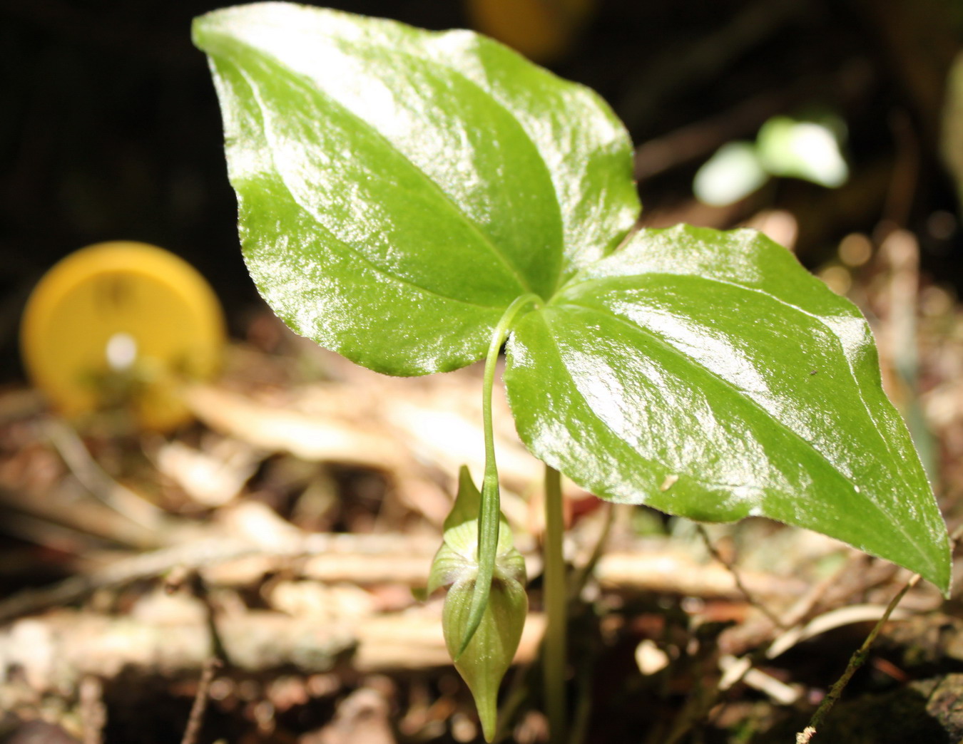 按此在新視窗瀏覽圖片
