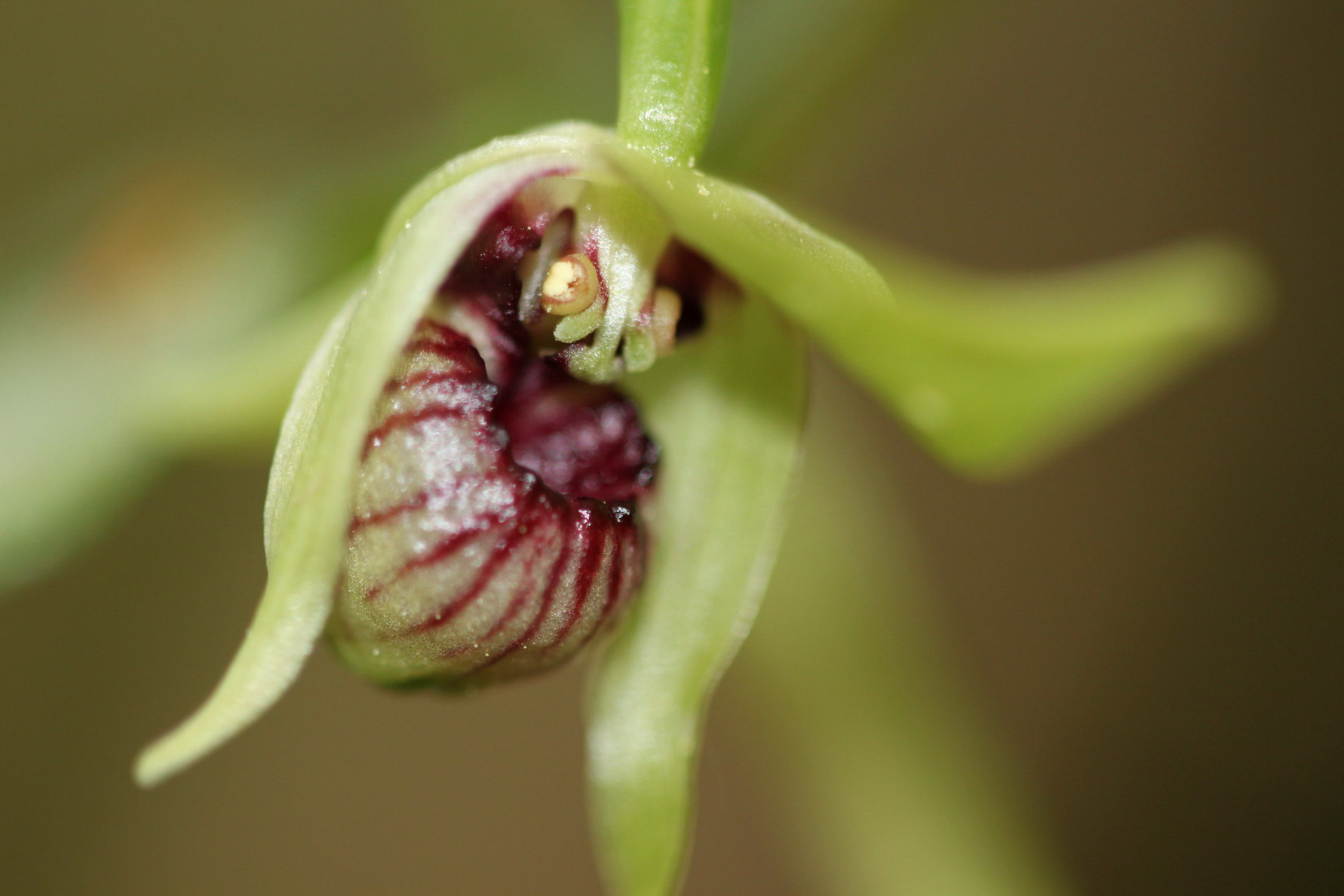 按此在新視窗瀏覽圖片