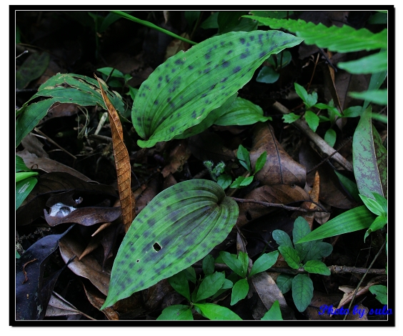 按此在新視窗瀏覽圖片