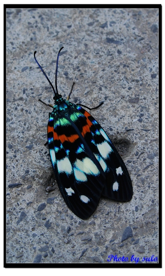 按此在新視窗瀏覽圖片