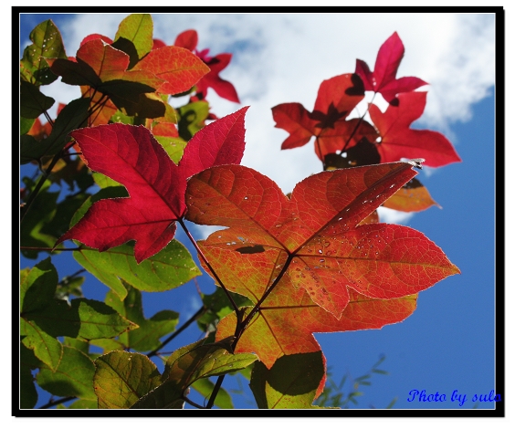 按此在新視窗瀏覽圖片
