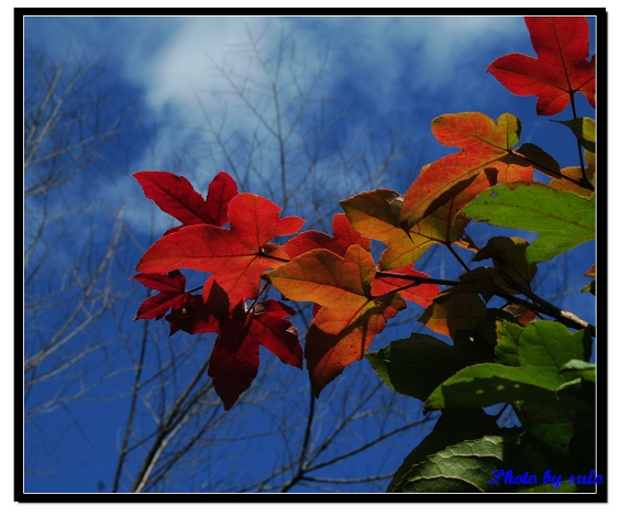 按此在新視窗瀏覽圖片