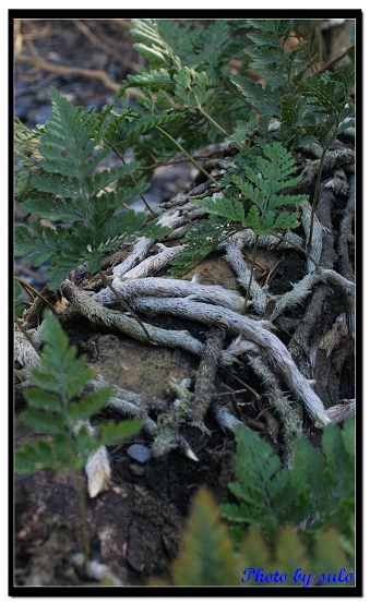 按此在新視窗瀏覽圖片