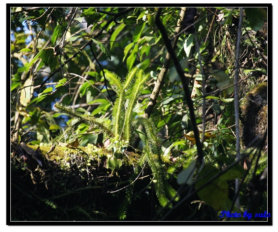 按此在新視窗瀏覽圖片