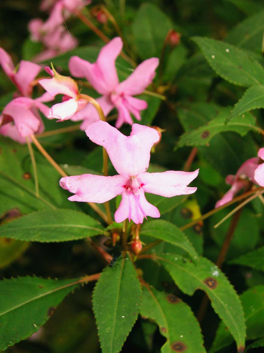 «ö¦¹¦b·sµøµ¡ÂsÄý¹Ï¤ù