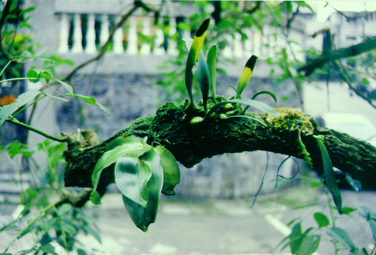 按此在新視窗瀏覽圖片