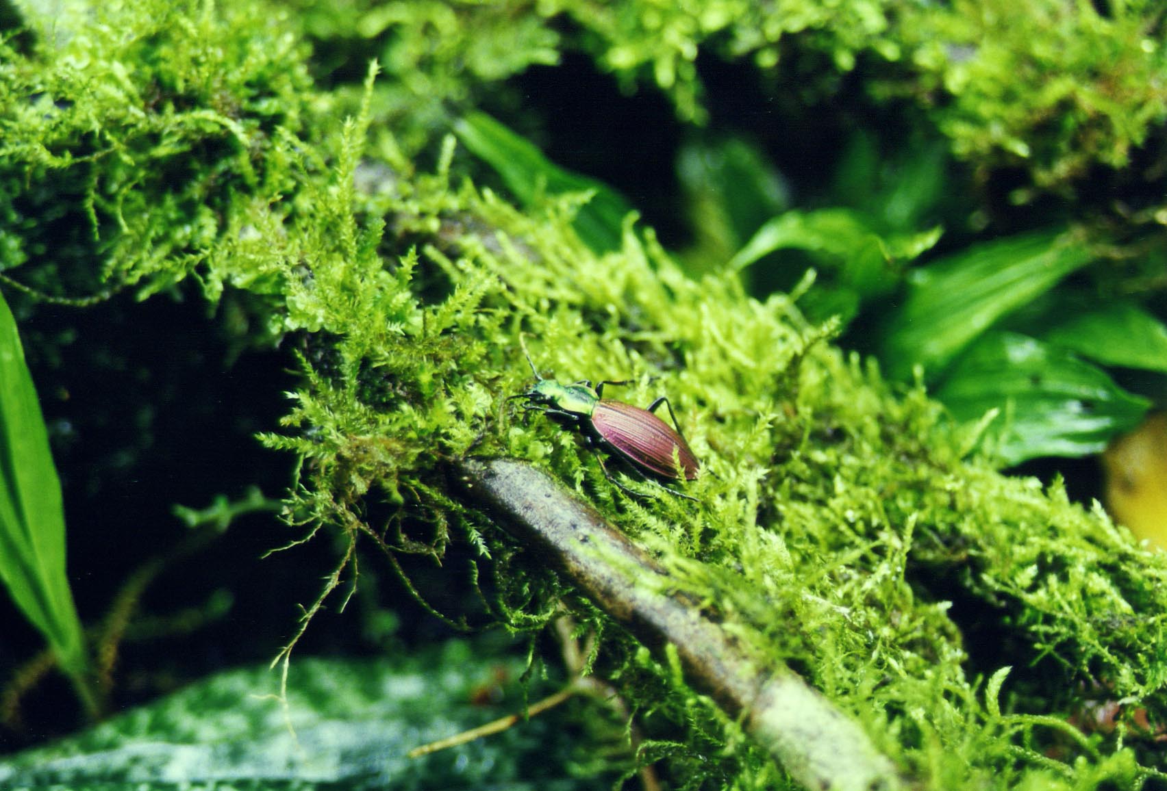 按此在新視窗瀏覽圖片
