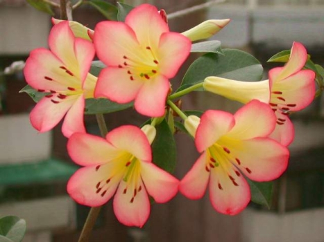 «ö¦¹¦b·sµøµ¡ÂsÄý¹Ï¤ù