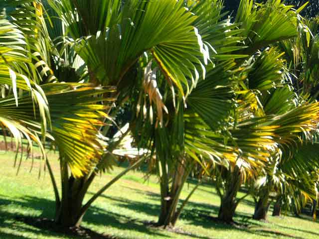 按此在新視窗瀏覽圖片