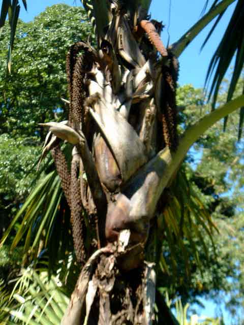 按此在新視窗瀏覽圖片