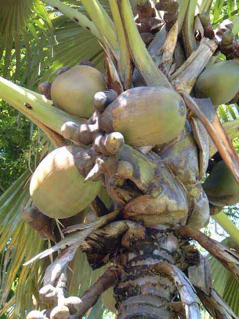 按此在新視窗瀏覽圖片