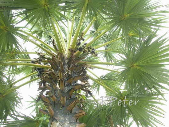 «ö¦¹¦b·sµøµ¡ÂsÄý¹Ï¤ù