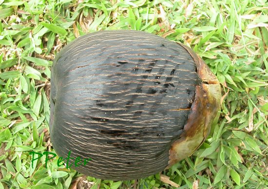 «ö¦¹¦b·sµøµ¡ÂsÄý¹Ï¤ù