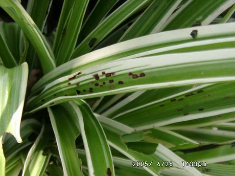 «ö¦¹¦b·sµøµ¡ÂsÄý¹Ï¤ù