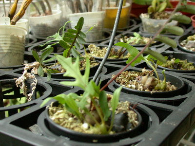 «ö¦¹¦b·sµøµ¡ÂsÄý¹Ï¤ù