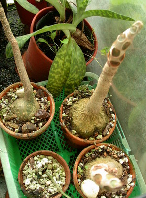 «ö¦¹¦b·sµøµ¡ÂsÄý¹Ï¤ù