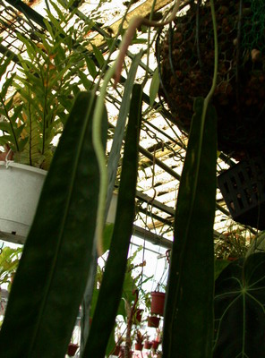 «ö¦¹¦b·sµøµ¡ÂsÄý¹Ï¤ù