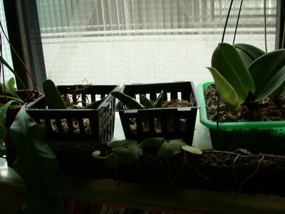 «ö¦¹¦b·sµøµ¡ÂsÄý¹Ï¤ù