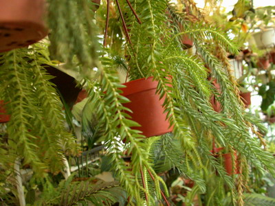 «ö¦¹¦b·sµøµ¡ÂsÄý¹Ï¤ù