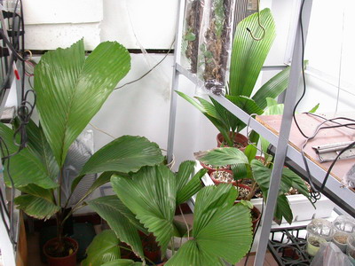 «ö¦¹¦b·sµøµ¡ÂsÄý¹Ï¤ù