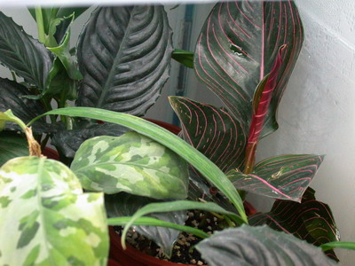 «ö¦¹¦b·sµøµ¡ÂsÄý¹Ï¤ù