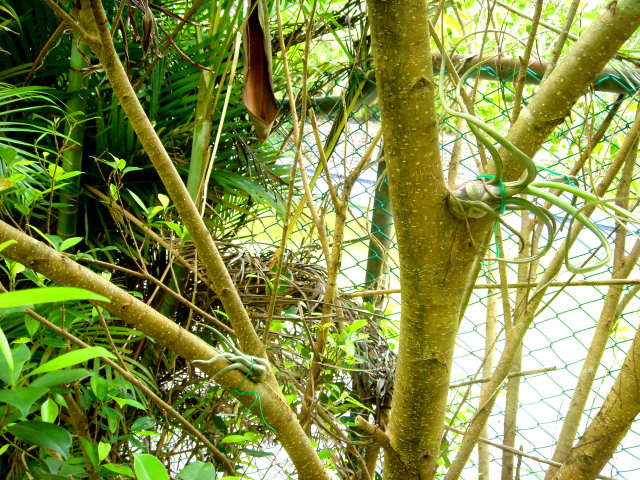 按此在新視窗瀏覽圖片