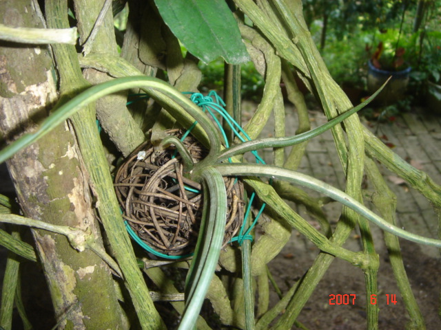 按此在新視窗瀏覽圖片