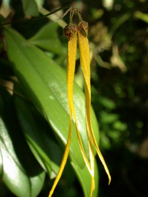 «ö¦¹¦b·sµøµ¡ÂsÄý¹Ï¤ù