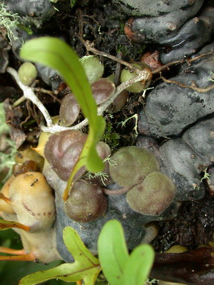 «ö¦¹¦b·sµøµ¡ÂsÄý¹Ï¤ù