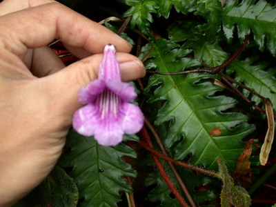 «ö¦¹¦b·sµøµ¡ÂsÄý¹Ï¤ù