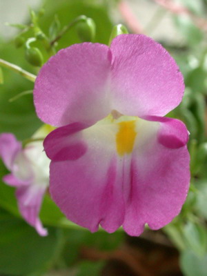 «ö¦¹¦b·sµøµ¡ÂsÄý¹Ï¤ù