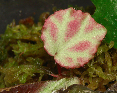 «ö¦¹¦b·sµøµ¡ÂsÄý¹Ï¤ù