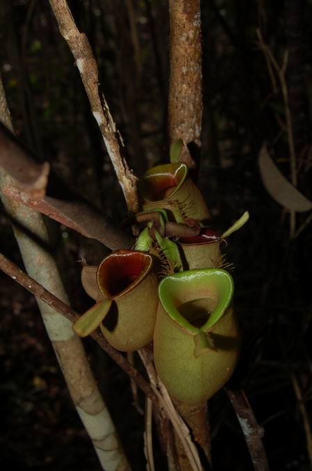 按此在新視窗瀏覽圖片