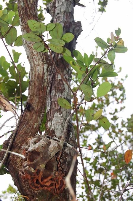 按此在新視窗瀏覽圖片