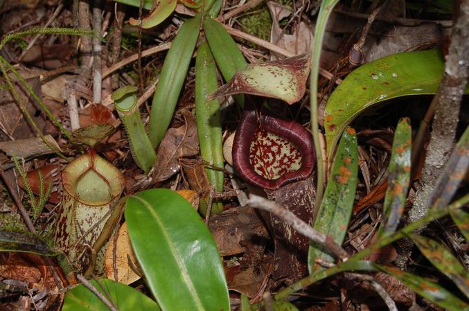 按此在新視窗瀏覽圖片