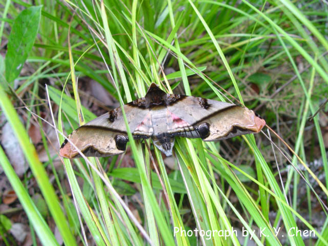 按此在新視窗瀏覽圖片