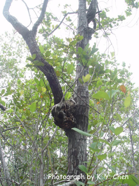 按此在新視窗瀏覽圖片