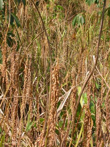 «ö¦¹¦b·sµøµ¡ÂsÄý¹Ï¤ù