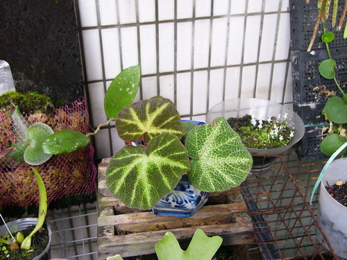 按此在新視窗瀏覽圖片