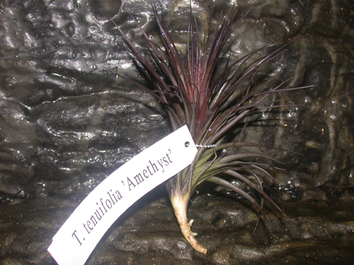 «ö¦¹¦b·sµøµ¡ÂsÄý¹Ï¤ù