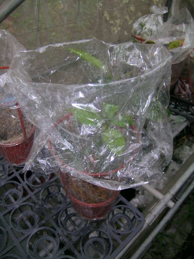 «ö¦¹¦b·sµøµ¡ÂsÄý¹Ï¤ù