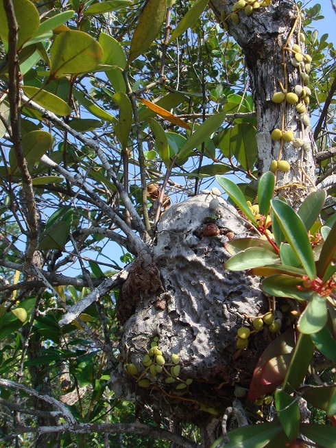 按此在新視窗瀏覽圖片